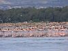 Greater-flamingo-akrotiri-Salt-lake-221210-8-.jpg